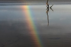 Wexford Rainbow