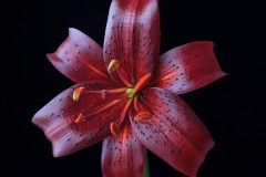 Red Lilly